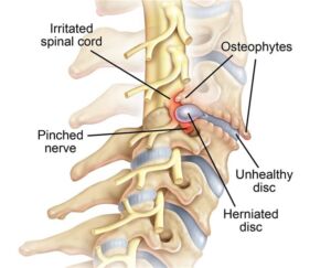 spinal cord anatomy