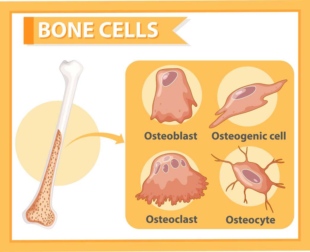 Regeneration of Bone in hairline fracture