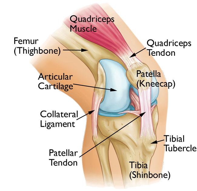 Knee Structure