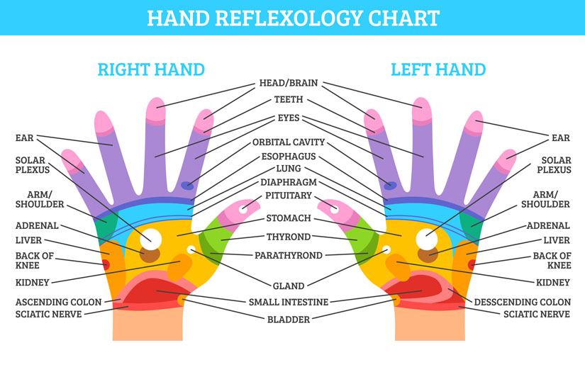 Hand reflexology chart