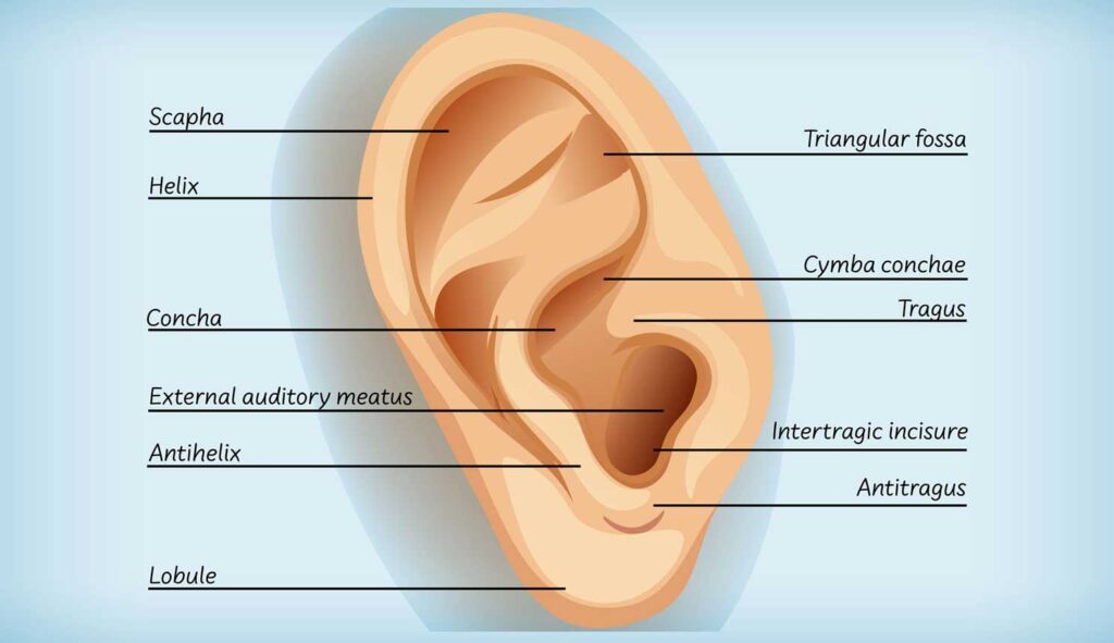 Anatomy of external ear